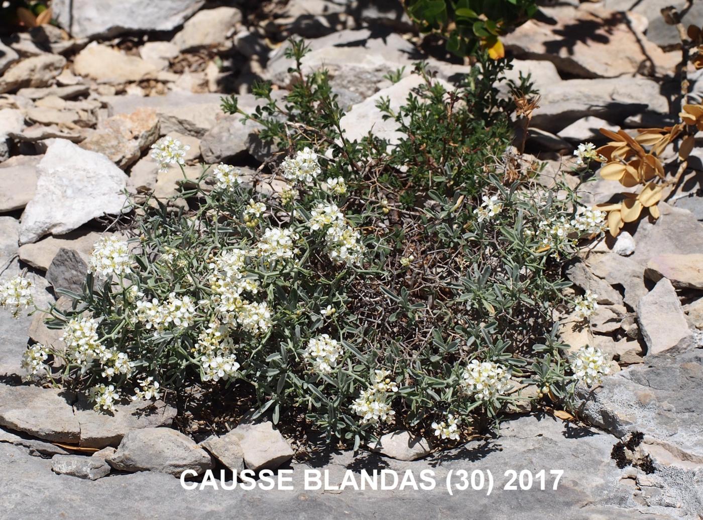 Alyssum, Spiny plant